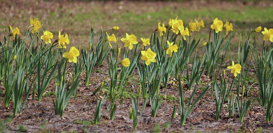 Daffodils Say Spring Photograph by Cynthia Guinn