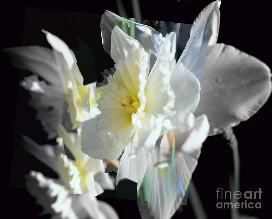 Daffodils Shades of Grey Photograph by Elaine Hunter