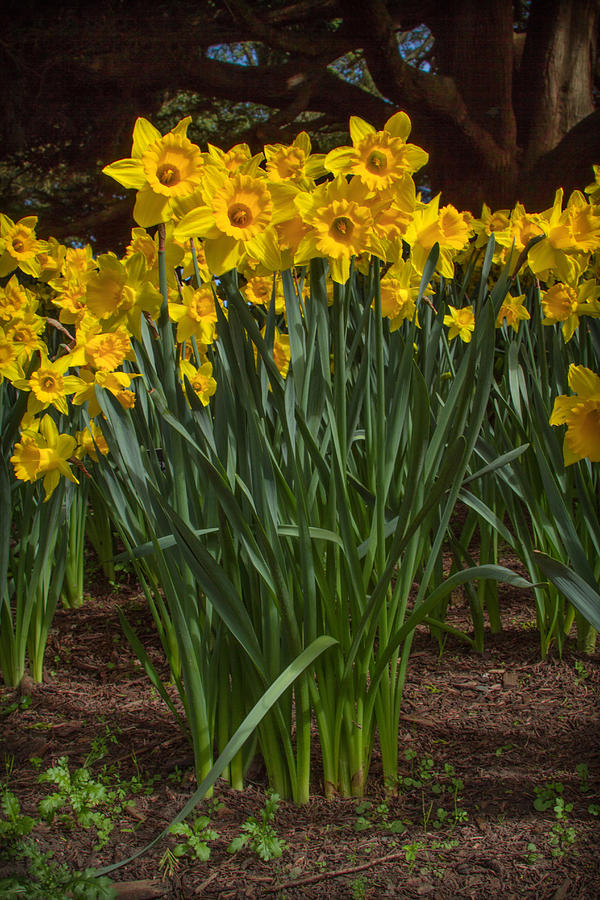 Daffodils Standing Tall Photograph by Bonnie Follett