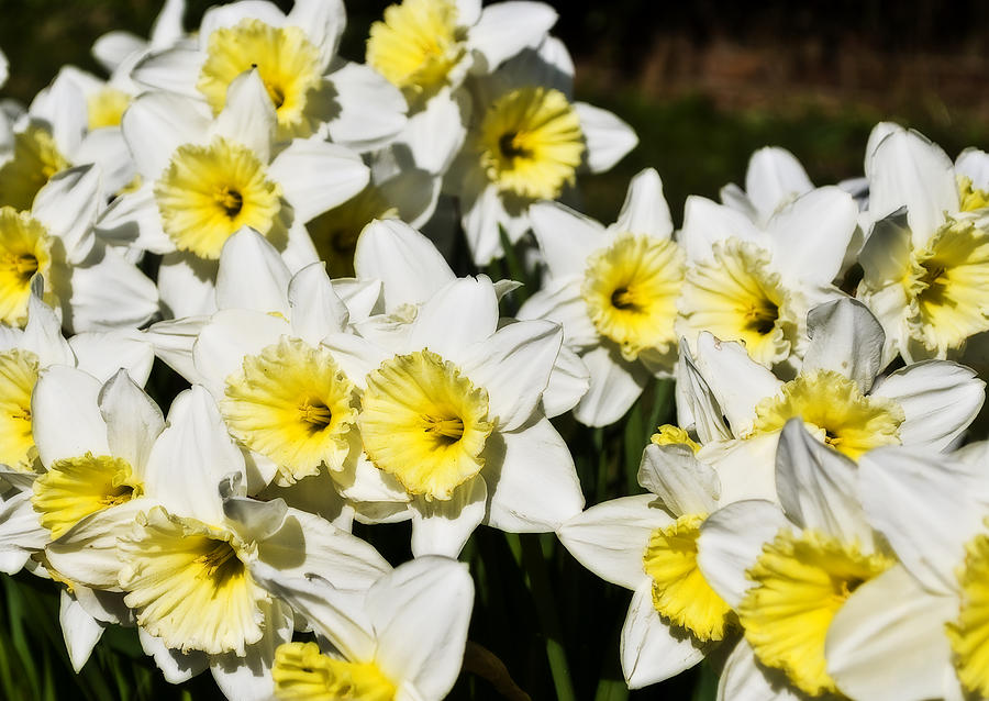Flower Photograph - Daffodils by Svetlana Sewell