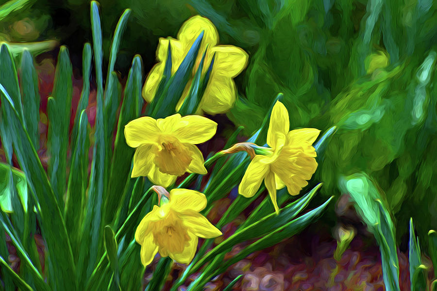 Daffodils - The Dance Begins - Paint Photograph by Steve Harrington