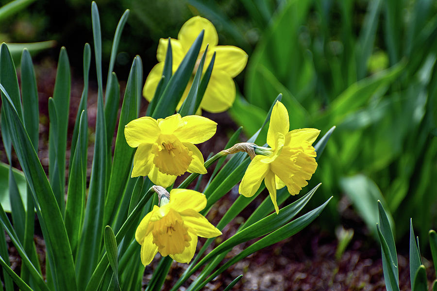 Daffodils - The Dance Begins Photograph by Steve Harrington