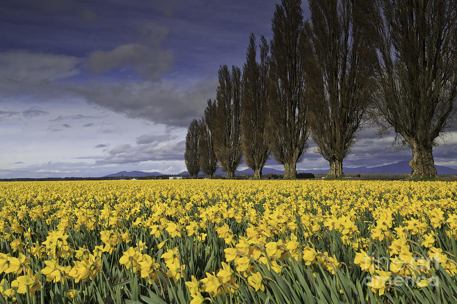 Flower Photograph - Daffodils by Tim Hauf