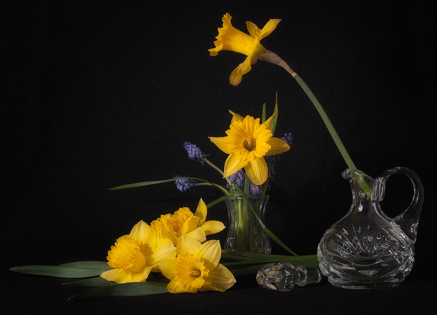 Daffodils Photograph by Tim Reaves