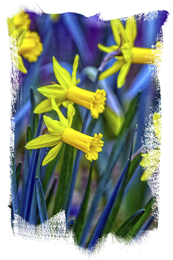 Daffodils Trumpeting Spring Photograph by Constantine Gregory