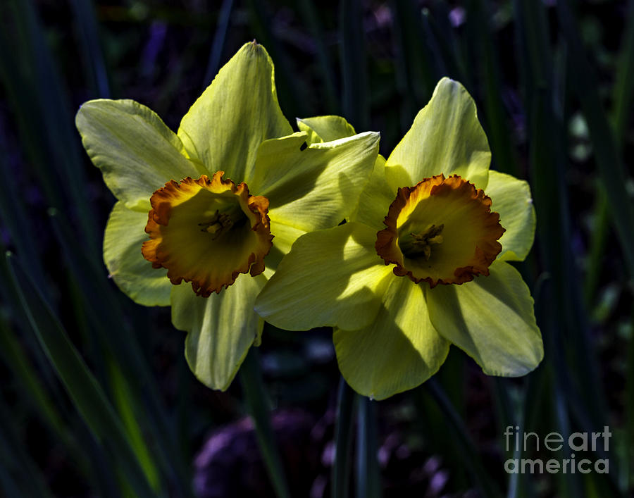 Daffodils two Photograph by Ken Frischkorn