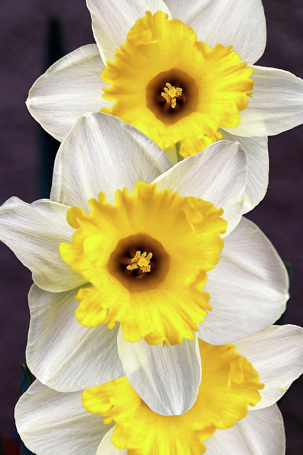 Daffodils Photograph by Vanessa Thomas