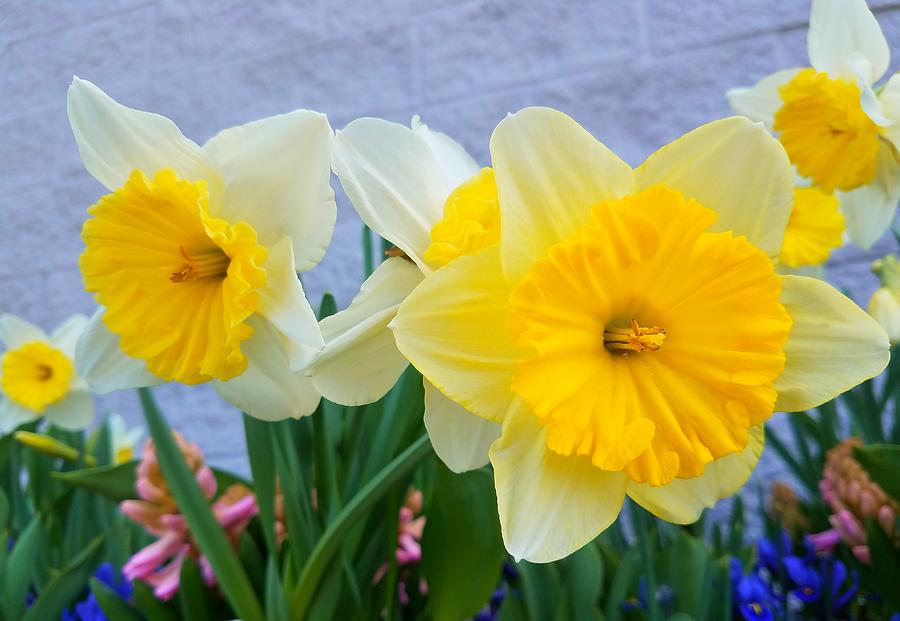 Daffodils Photograph by Vijay Sharon Govender