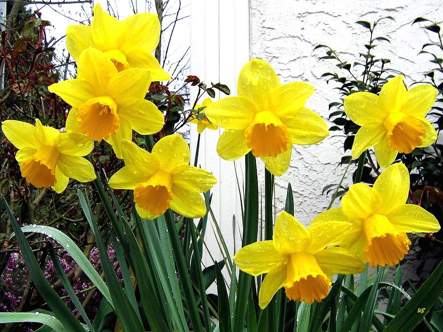 Daffodils Photograph by Will Borden