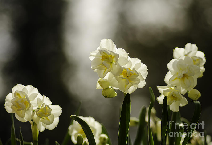 Daffodils With Bokeh Photograph by Nick Boren