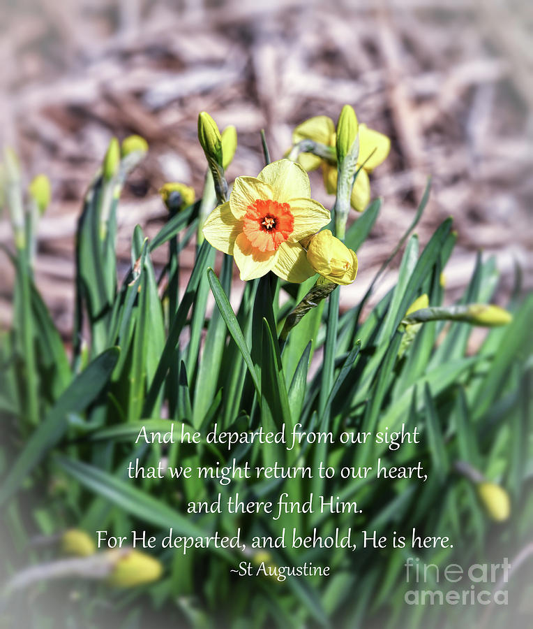 Daffodils with Quote Photograph by Kerri Farley