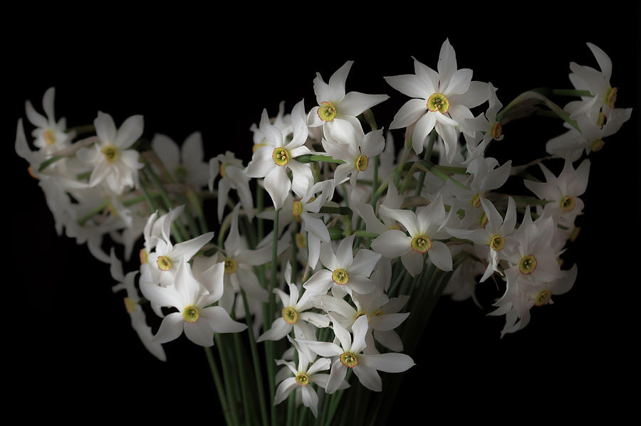 Daffodils Photograph by Wolfgang Stocker