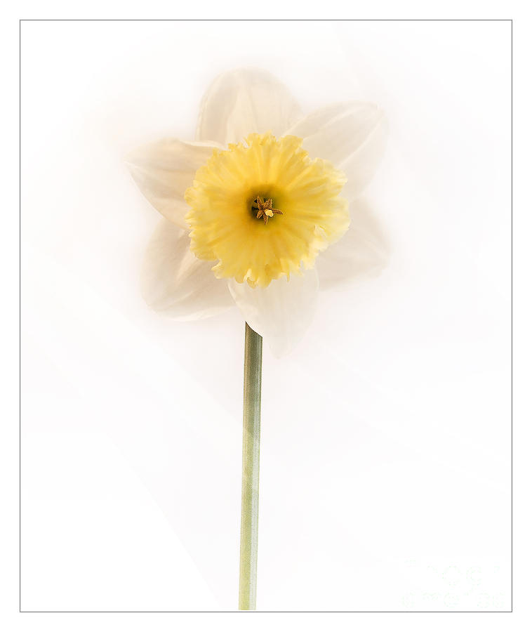 Daffodowndilly Photograph by Nick Eagles