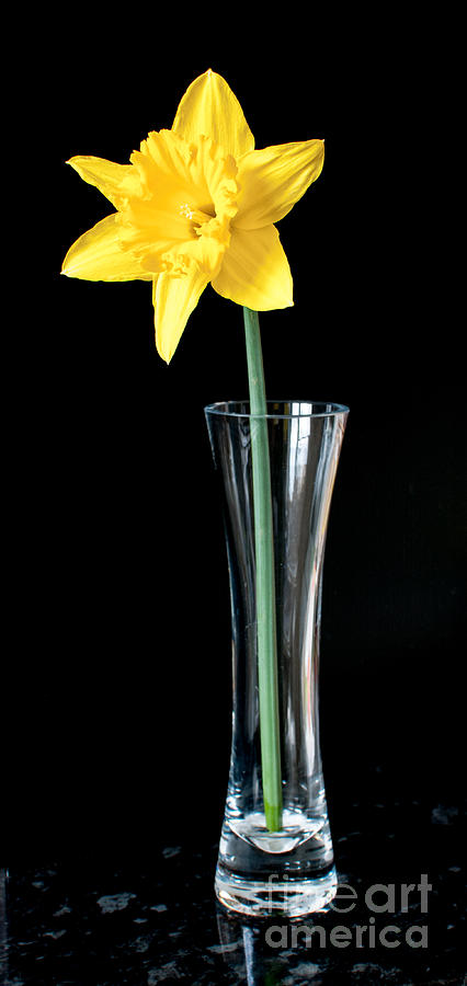 Daffoil in vase Photograph by Colin Rayner