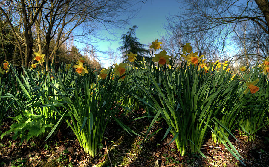 Spring Photograph - Daffs in the woods by Rob Hawkins