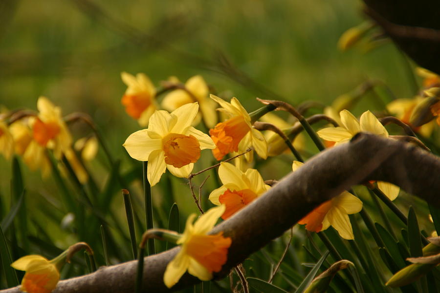 Flower Photograph - Daffy in the Woods by Martina Fagan