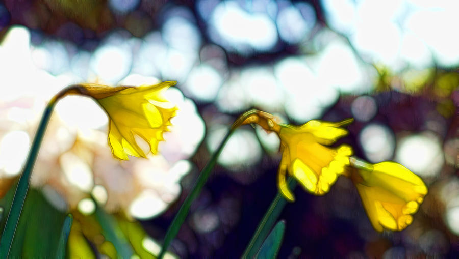 Flower Photograph - Daffys by Cameron Wood