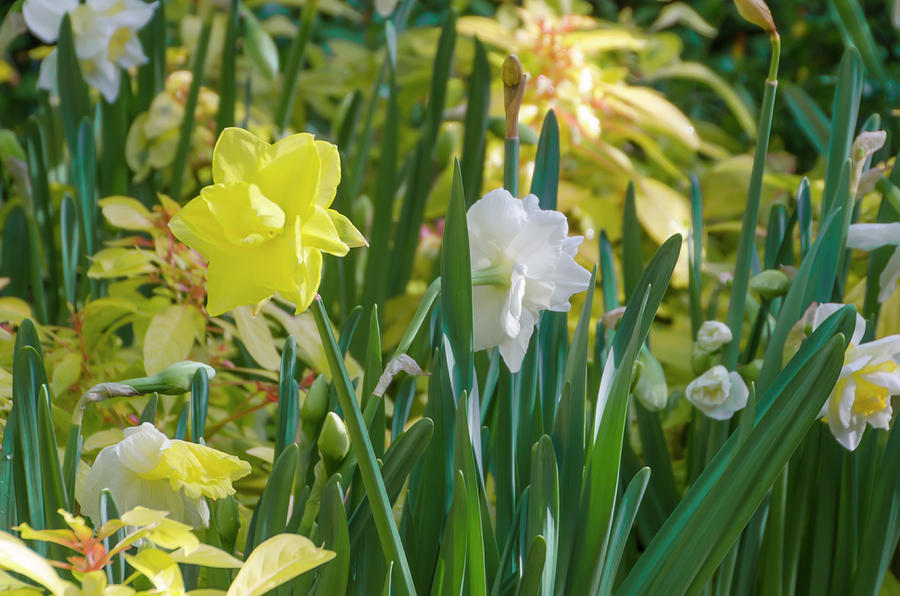 Dafodils in the Garden Photograph by Bill Cannon