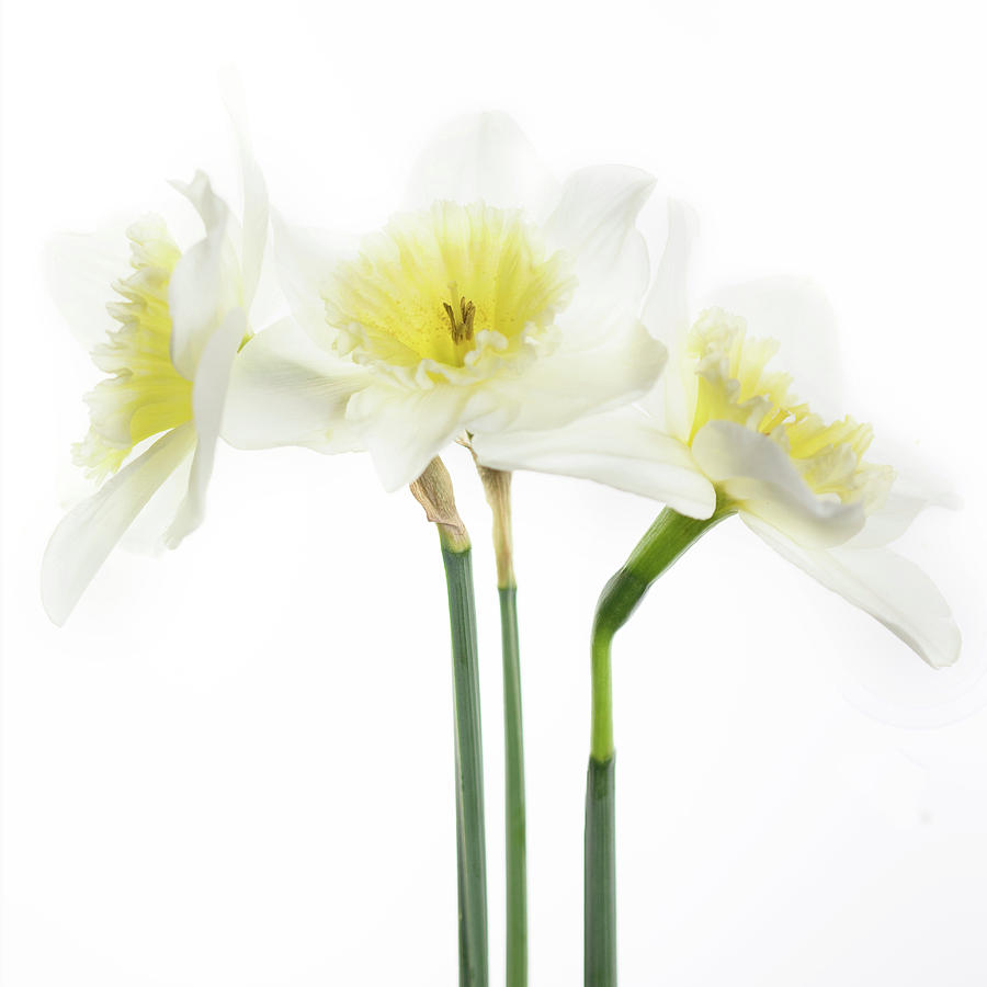 Spring Photograph - Dafs by Rebecca Cozart