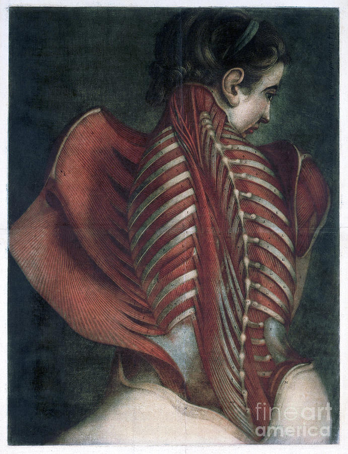 DAGOTY, MUSCLES, 1746.  - to license for professional use visit GRANGER.com Drawing by Granger