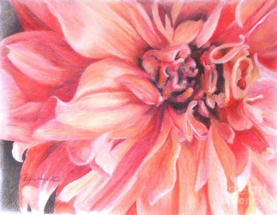 Dahlia 1 Drawing by Phyllis Howard
