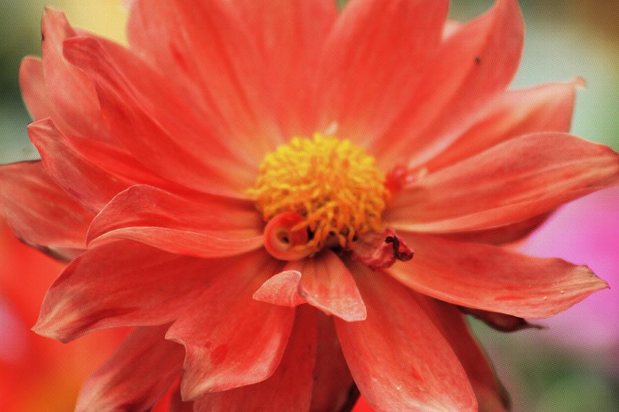 Flower Photograph - Dahlia #2 by Gayle Berry