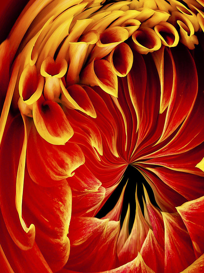 Abstract Photograph - Dahlia Abstract by Jean Noren by Jean Noren
