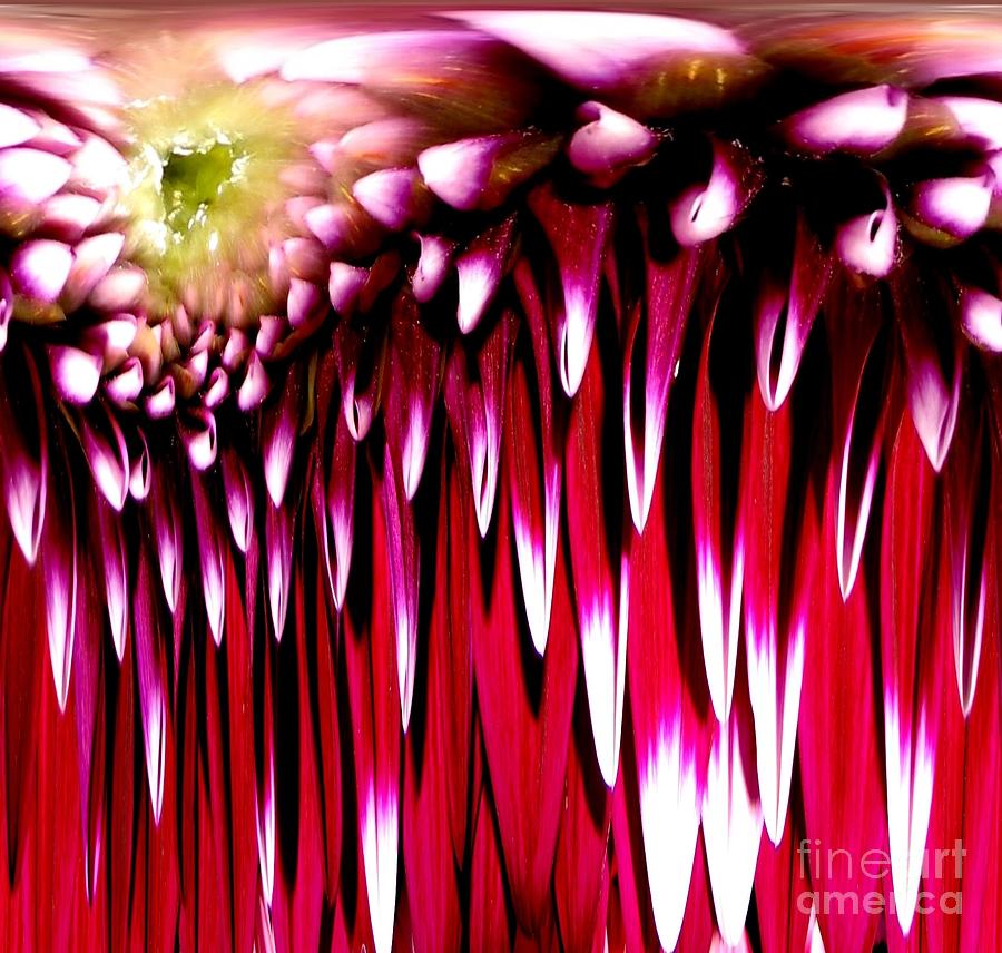 Dahlia Abstract Photograph by Rose Santuci-Sofranko