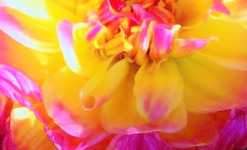 Dahlia Abstract Photograph by  Sharon Ackley