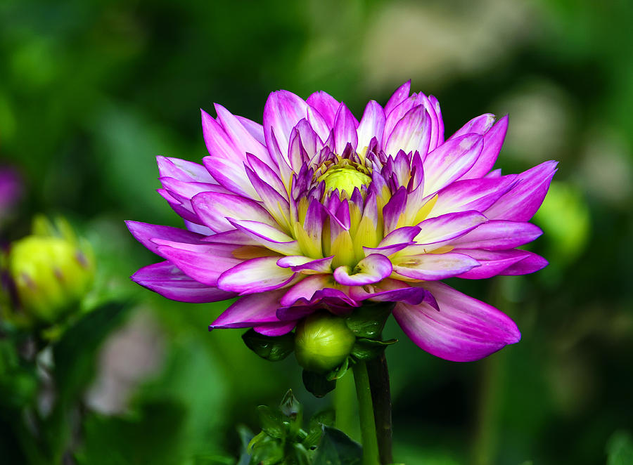 Dahlia against Green Background Photograph by Steve Samples - Fine Art