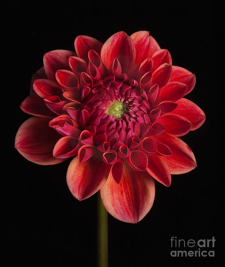 Flowers Still Life Photograph - Dahlia All That Jazz by Ann Jacobson
