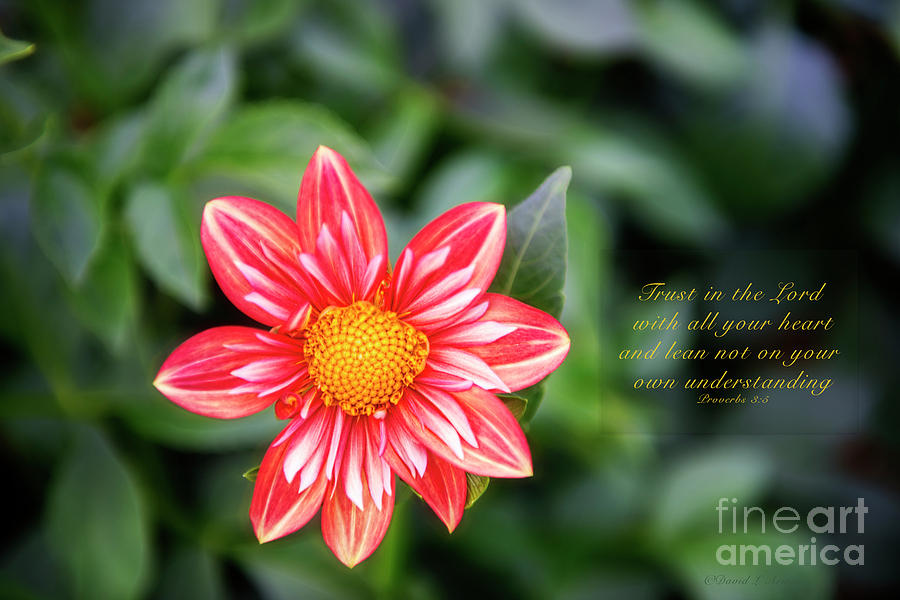 Dahlia and Proverbs Verse Photograph by David Arment