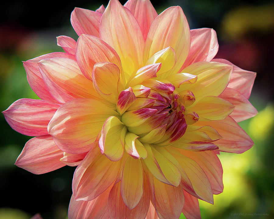 Dahlia in the Sunshine Photograph by Phil Abrams