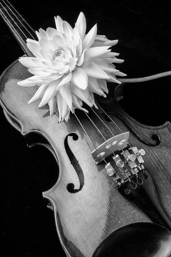 Dahlia And Violin Photograph by Garry Gay