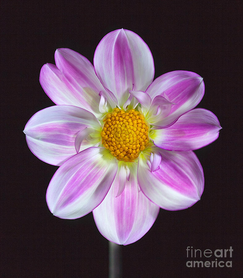 Flowers Still Life Photograph - Dahlia Apopa Sky by Ann Jacobson