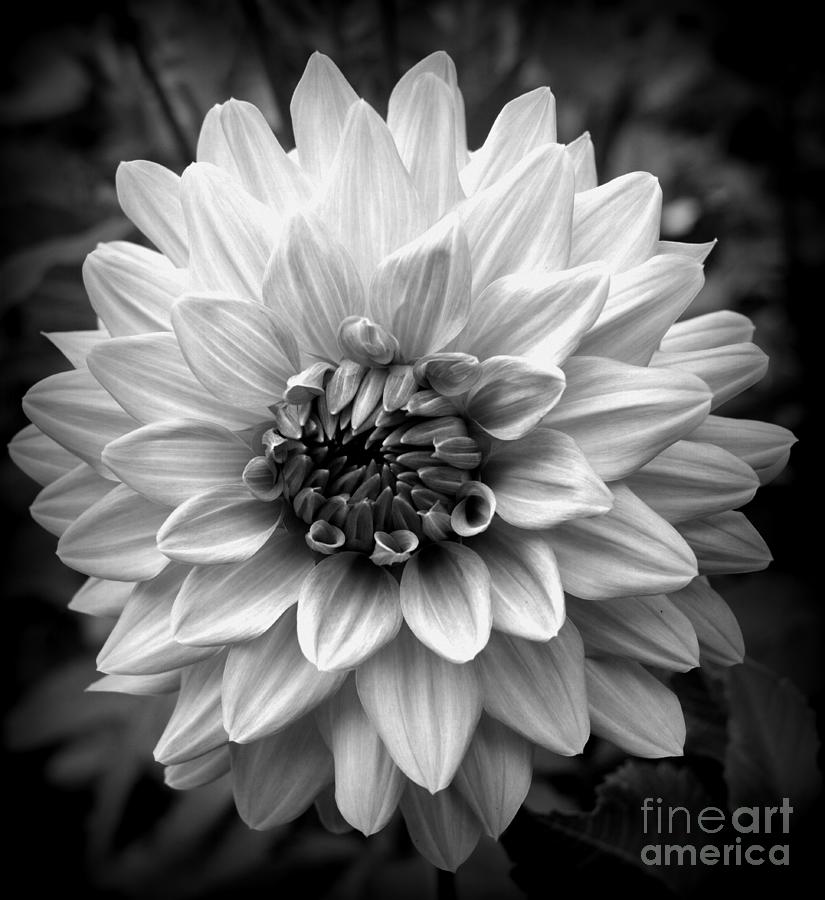 Dahlia grey фото