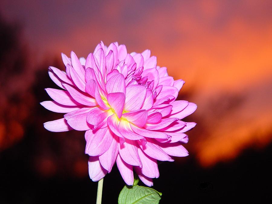 Sunset Photograph - Dahlia at Sunset by Judd Nathan