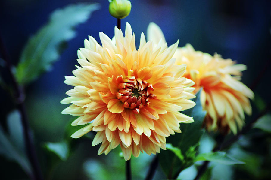 Flower Photograph - Dahlia Beauty by Cynthia Guinn