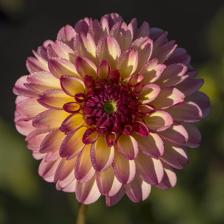 Flowers Still Life Photograph - Dahlia Bejewelled by Bruce Frye