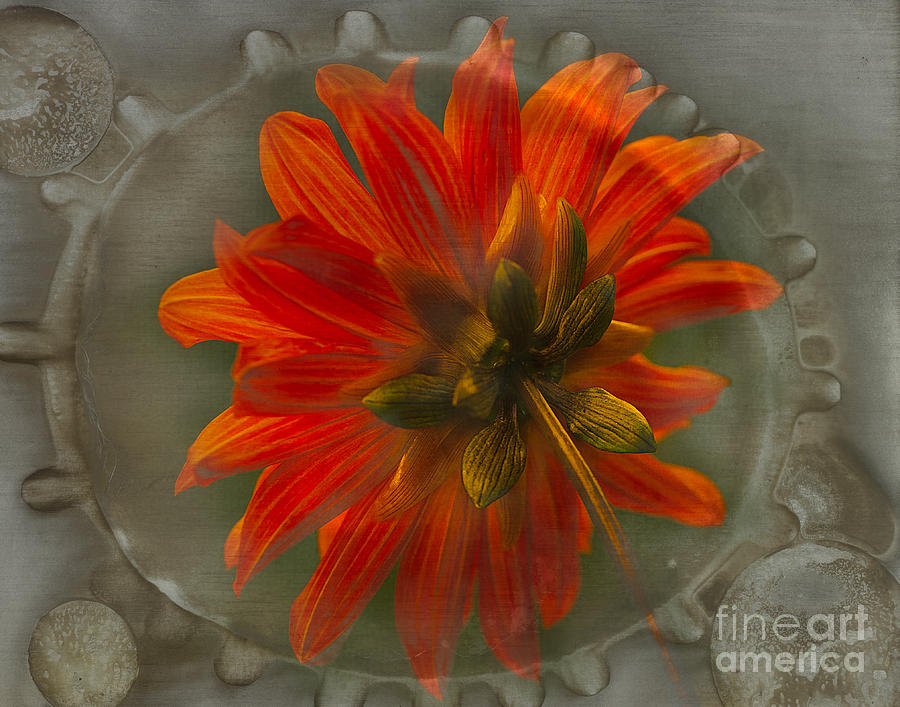 Flowers Still Life Photograph - Dahlia Bishop of Llandaff by Ann Jacobson