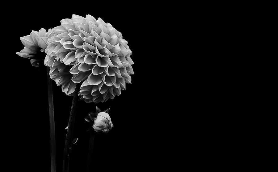 Dahlia - Black And White Photograph by Mountain Dreams