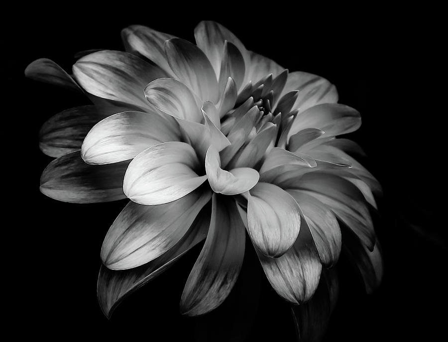 Dahlia Black And White Photograph by Athena Mckinzie