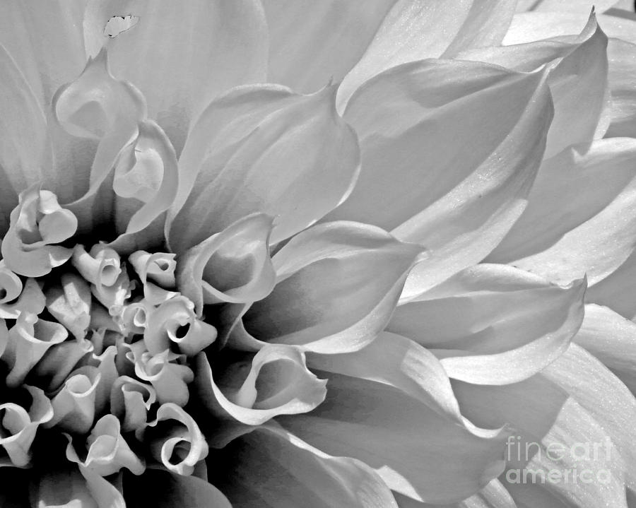 Dahlia Black and White Photograph by Dawn Gari