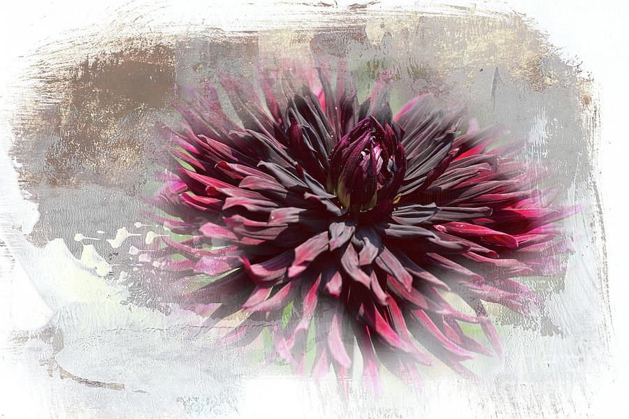 Flowers Still Life Mixed Media - Dahlia Black Jack by Eva Lechner