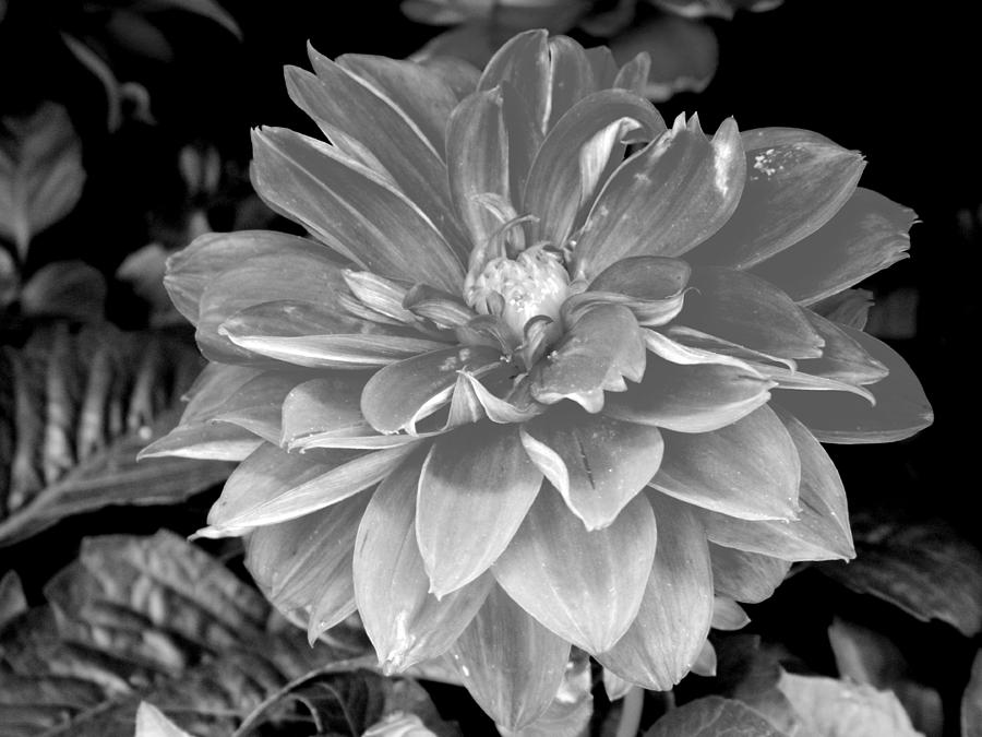 Monochrome Flower Series - 10 Photograph by Arlane Crump - Fine Art America