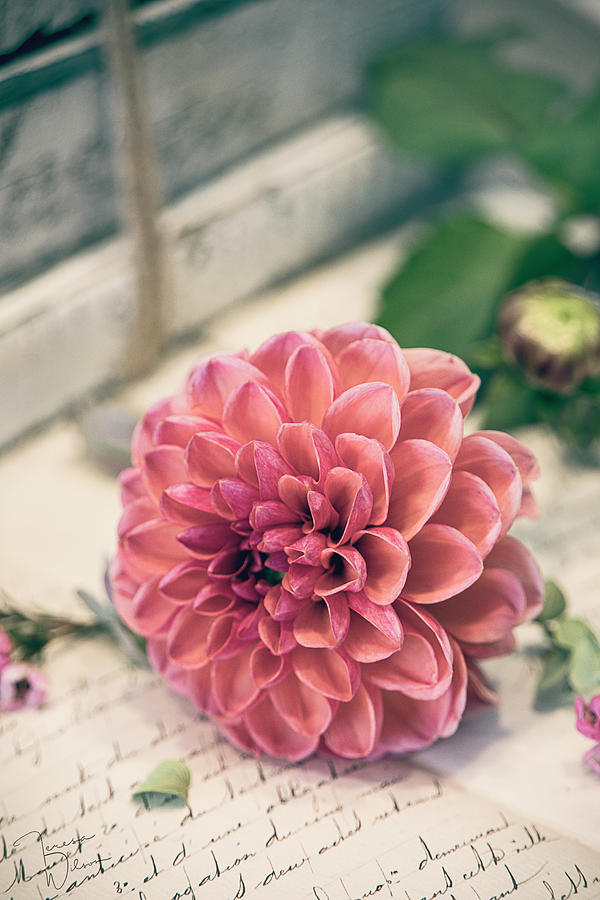 Dahlia Bloom Photograph by Teresa Wilson