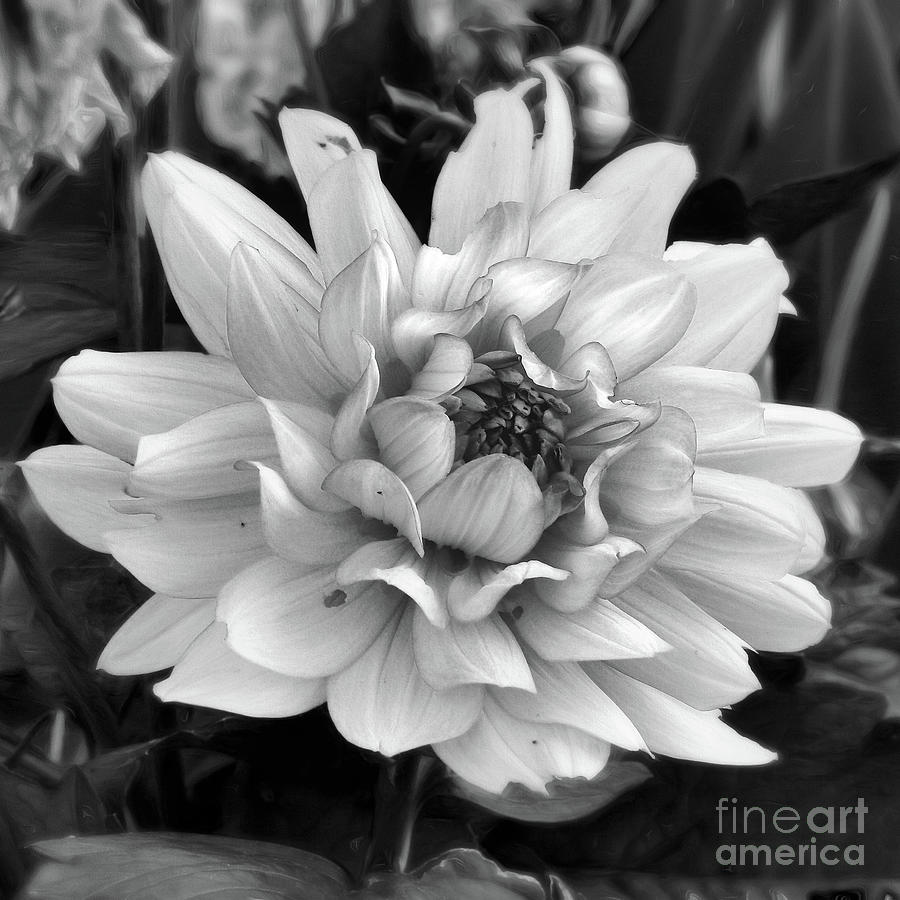 Dahlia Blossom - Black and White Photograph by Scott Cameron