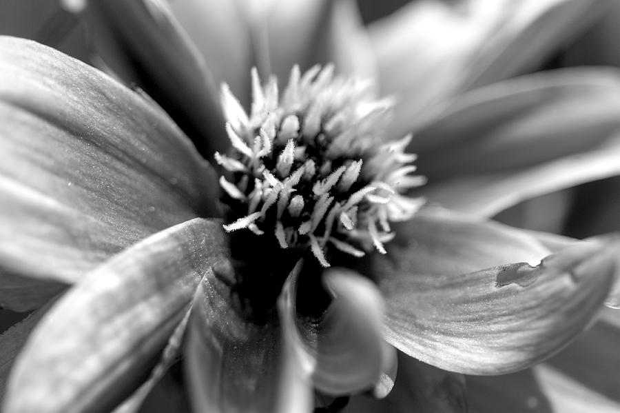 Black And White Photograph - Dahlia by Brady Lane