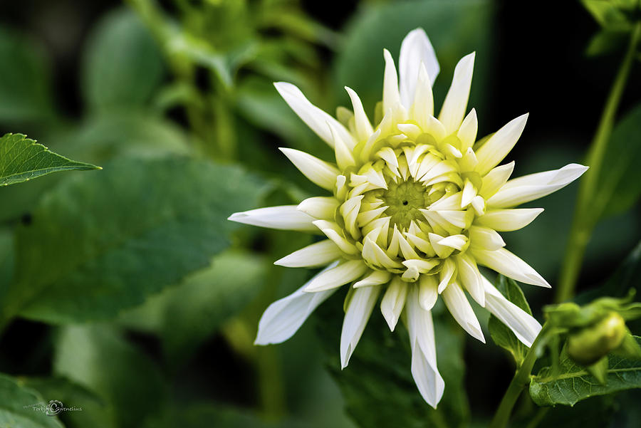 Dahlia Cactus Tall White Photograph by Torbjorn Swenelius