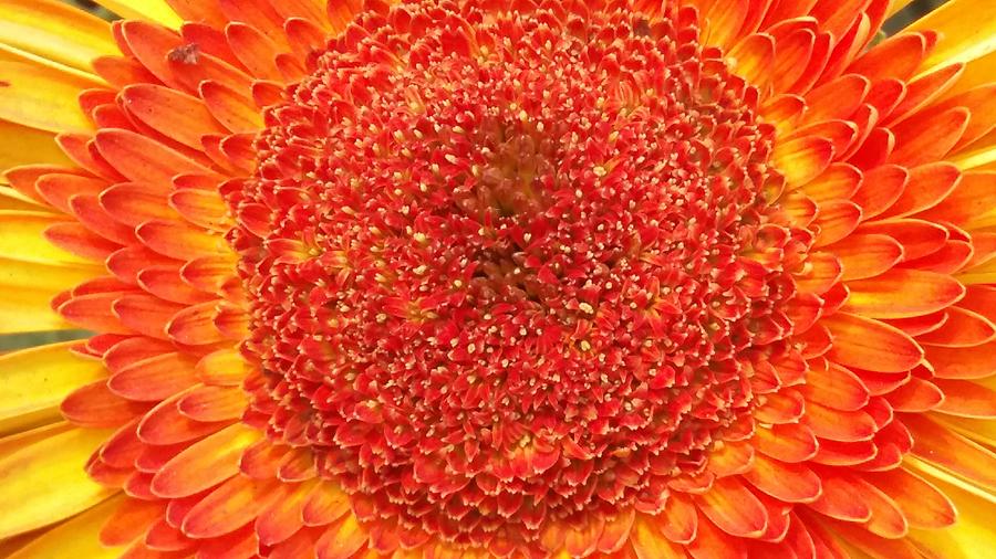 Chrysanthemum Macro Photograph by Nilu Mishra